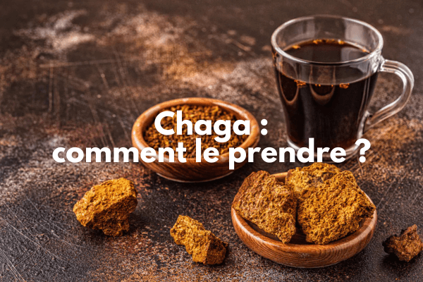 Chaga : comment le prendre