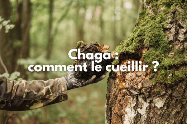 Chaga : comment le cueillir