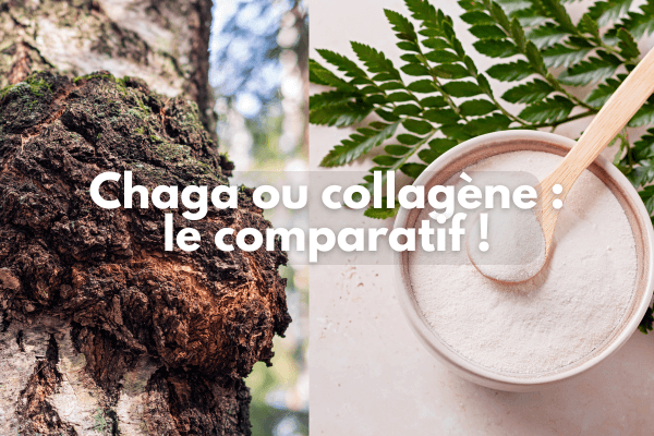 Champignon chaga et poudre de collagène