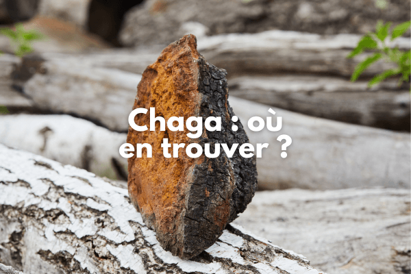 Où trouver du chaga ?