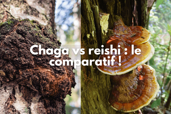 Champignons chaga et reishi