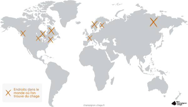 Carte du monde des endroits où l'on trouve du chaga