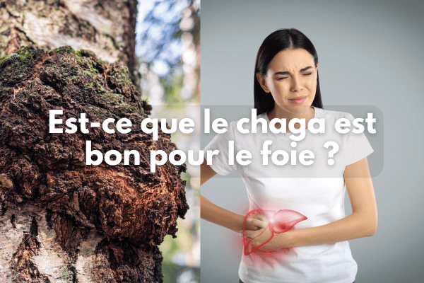 Est-ce que le chaga est bon pour le foie ?