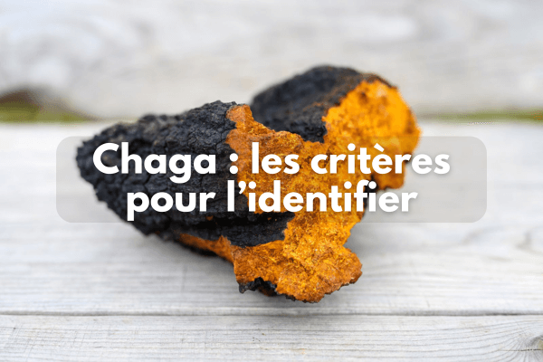 Critères pour identifier chaga