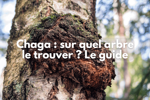 Chaga sur quel arbre ?