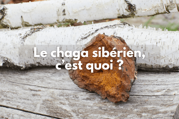 Le chaga sibérien c'est quoi ?