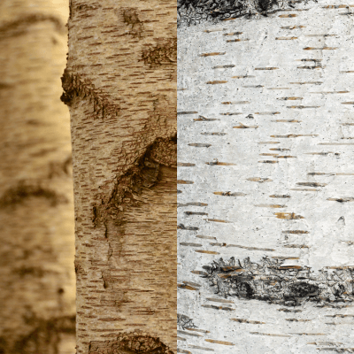 Différentes formes de lenticelles