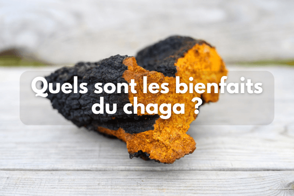Quels sont les bienfaits du chaga ?