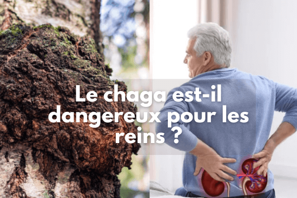 Le chaga est-il dangereux pour les reins ?