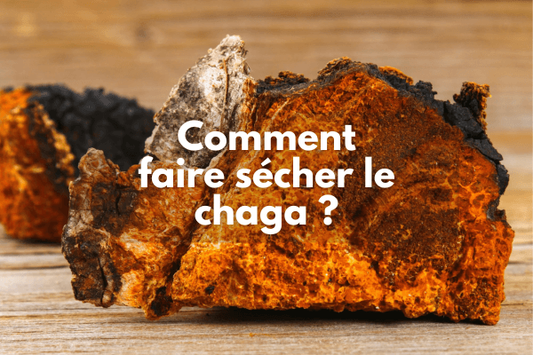 Comment faire sécher la chaga ?