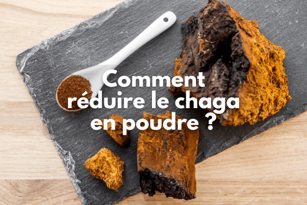 Comment réduire le chaga en poudre ?