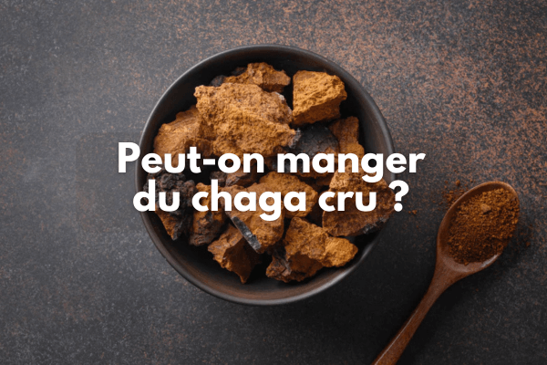 Peut-on manger du chaga cru ?