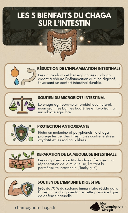 Les bienfaits du chaga sur l'intestin