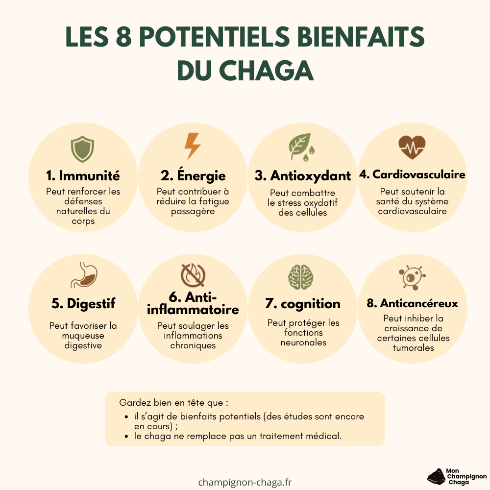 Les bienfaits potentiels du chaga