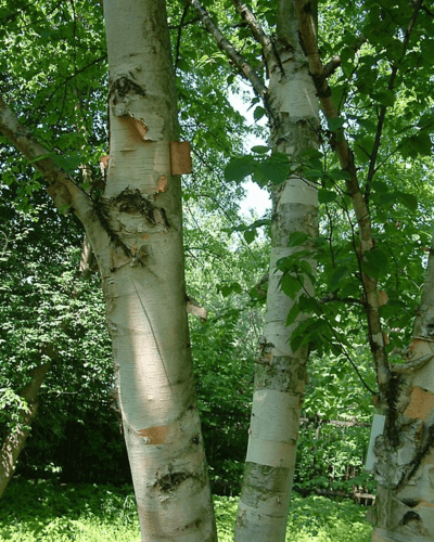 Le bouleau à papier