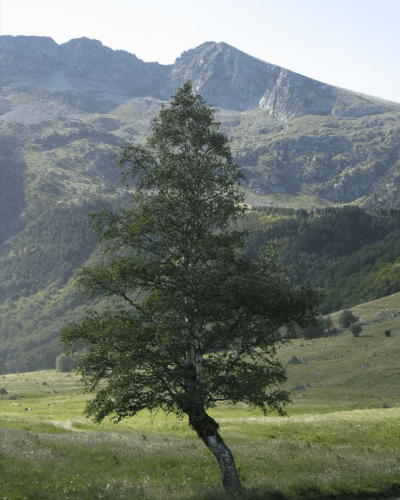 Le bouleau pubescent