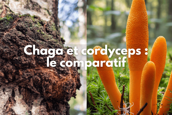 Chaga et cordyceps
