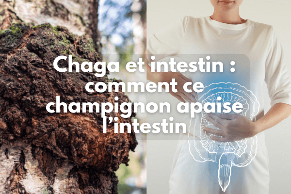 Chaga et intestin