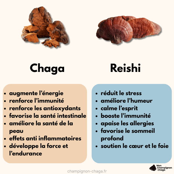 Les bienfaits du chaga et du reishi