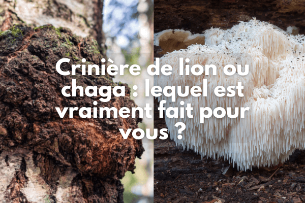 Crinière de lion ou chaga : lequel choisir ?