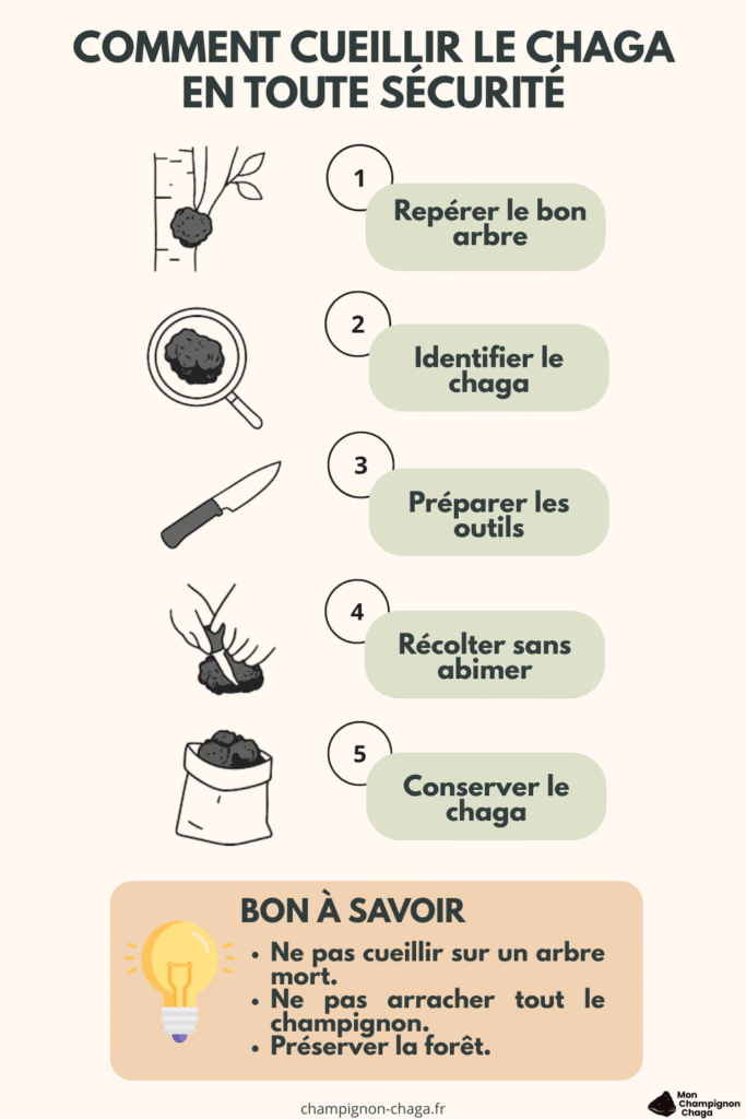Infographie sur comment cueillir le chaga