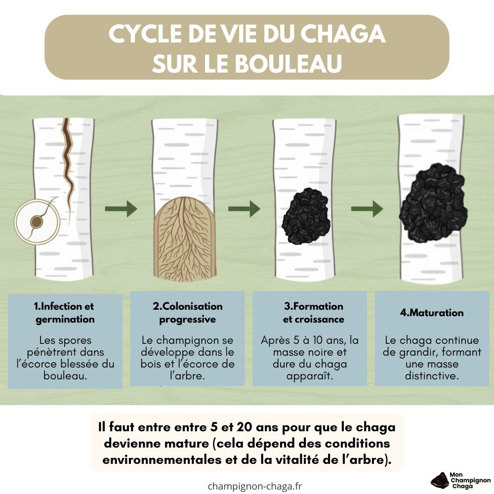 Cycle de vie du chaga sur le bouleau