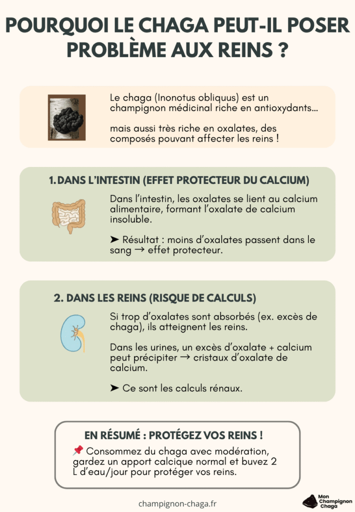 Les effets potentiels du chaga sur les reins