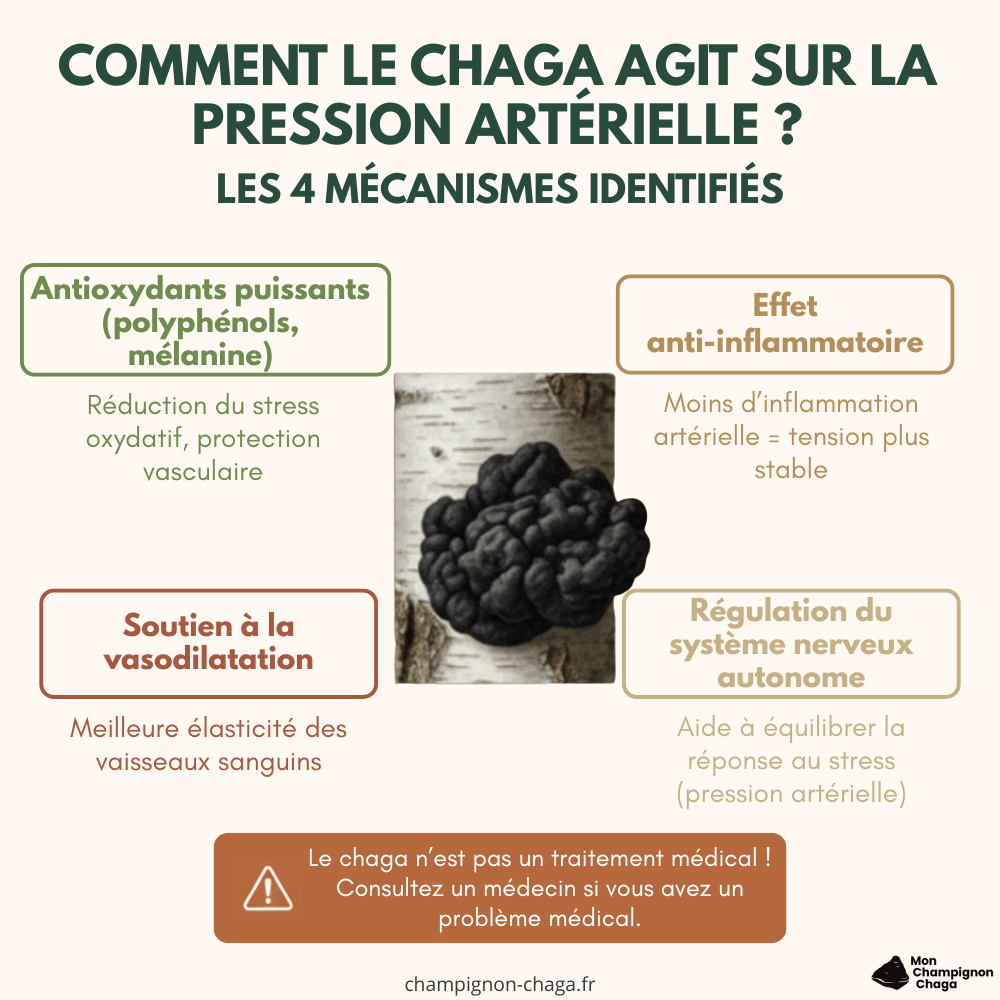 Les mécanismes du chaga sur l'hypertension