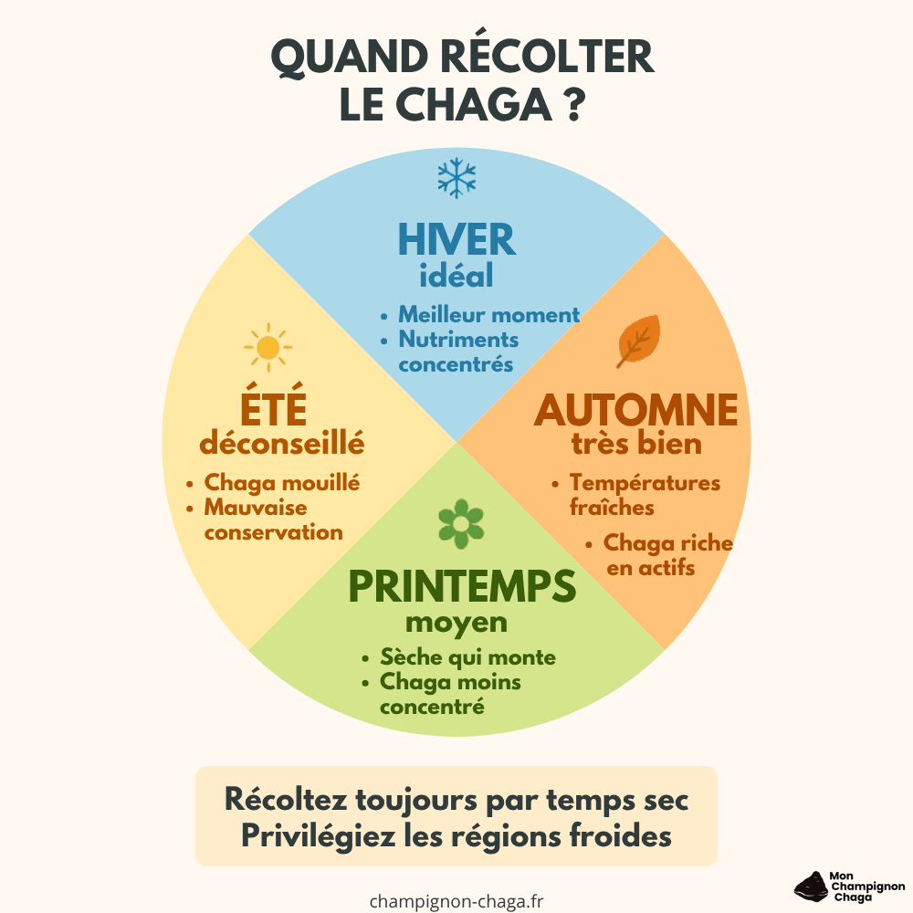 Infographie de quand récolter le chaga