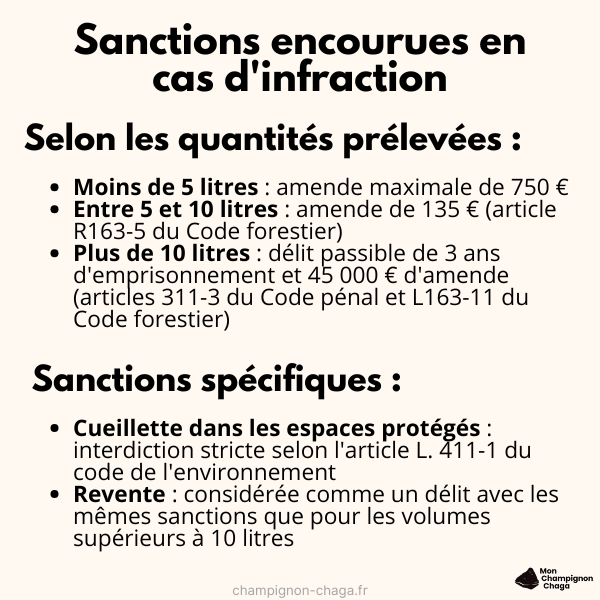 Les sanctions encourues en cas d'infraction de cueillette de chaga