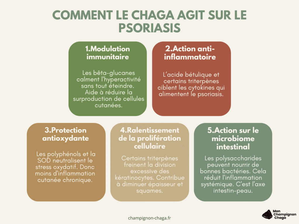 Comment le chaga agit sur le psoriasis