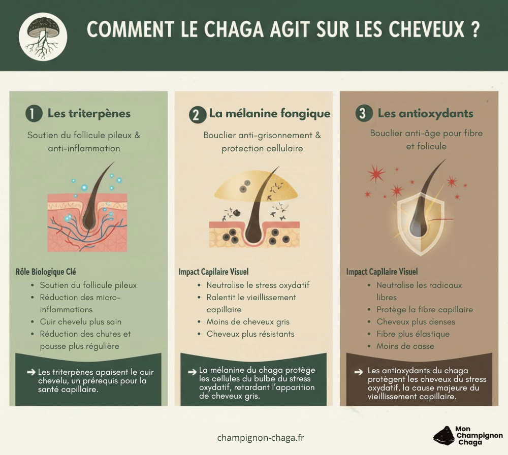 Comment le chaga agit sur les cheveux