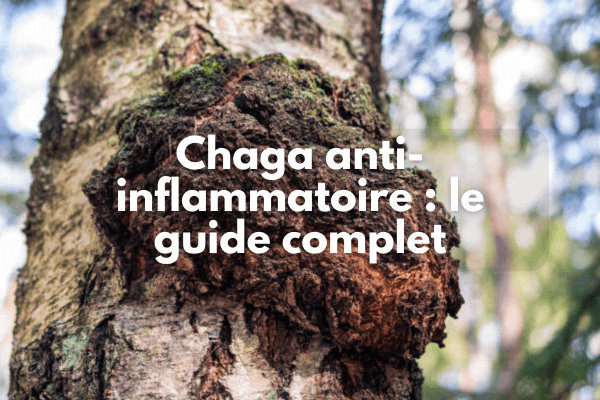 Chaga anti-inflammatoire