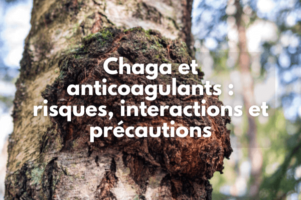 Chaga et anticoagulants ; risques, interactions et précautions