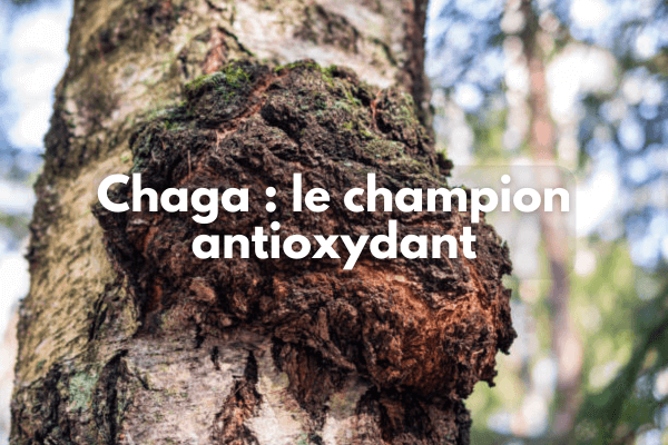Chaga antioxydant