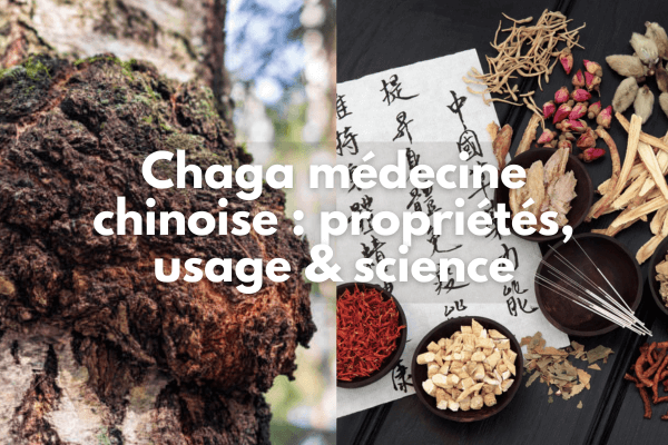 Chaga et médecine traditionnelle chinoise