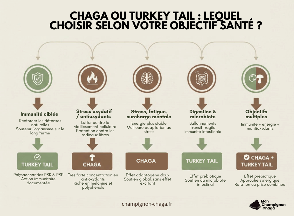 Chaga ou Turkey Tail