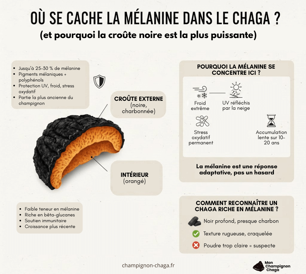 Où se cache la mélanine dans le chaga ?