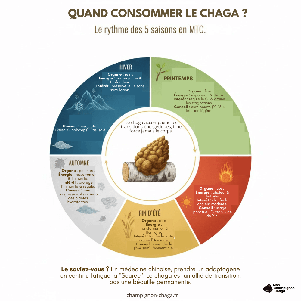 Quand consommer le chaga en médecine chinoise ?