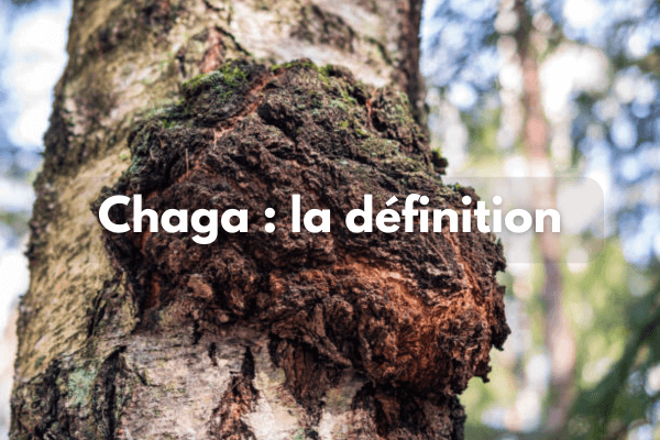 Chaga définition de ce champignon médicinal boréal