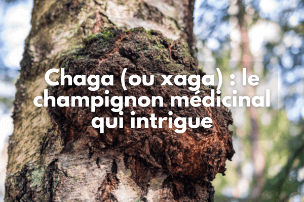 Chaga (ou xaga) : le champignon médicinal qui intrigue autant qu’il fascine