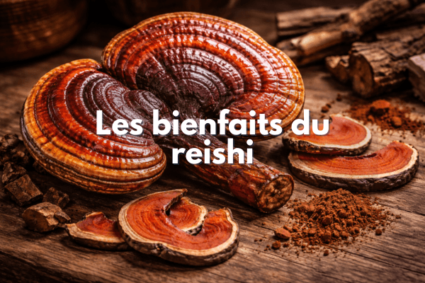 Reishi : bienfaits, ce que dit vraiment la science (et comment en profiter)