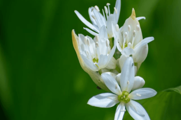 Bienfaits de l'ail des ours