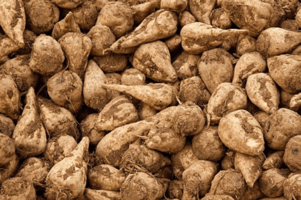 Betterave sucrière : tout comprendre, de la racine au sucre dans votre cuisine