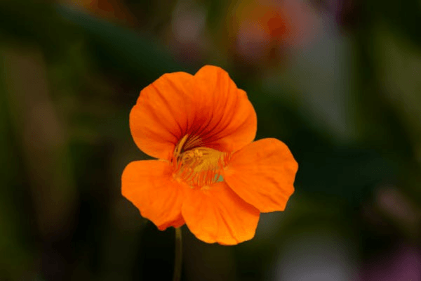 Culture de capucine tubéreuse
