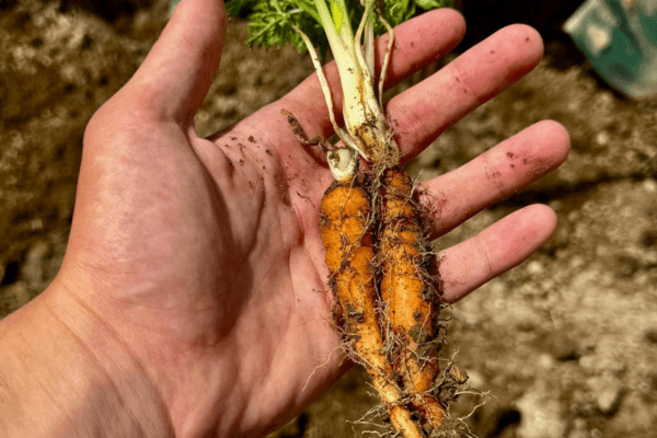 Carotte sauvage racine