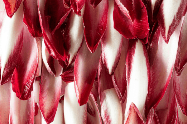 Chicorée rouge
