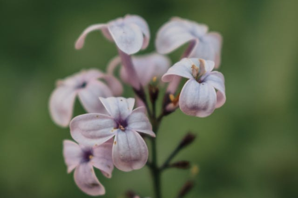 Fleurs de saponaire