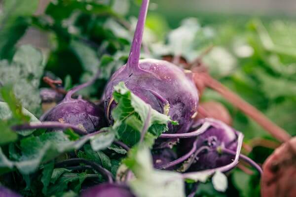 Rutabaga : le légume racine oublié qui mérite une place dans votre assiette