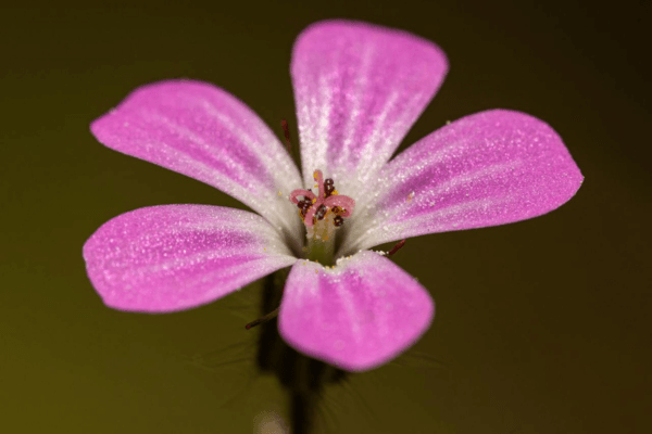 Saponaire ocymoides